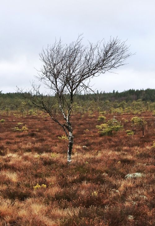 Free Lone birch tree in a vast rural autumn landscape, highlighting nature's solitude. Stock Photo