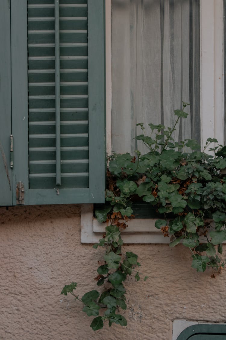 Plant By The Window