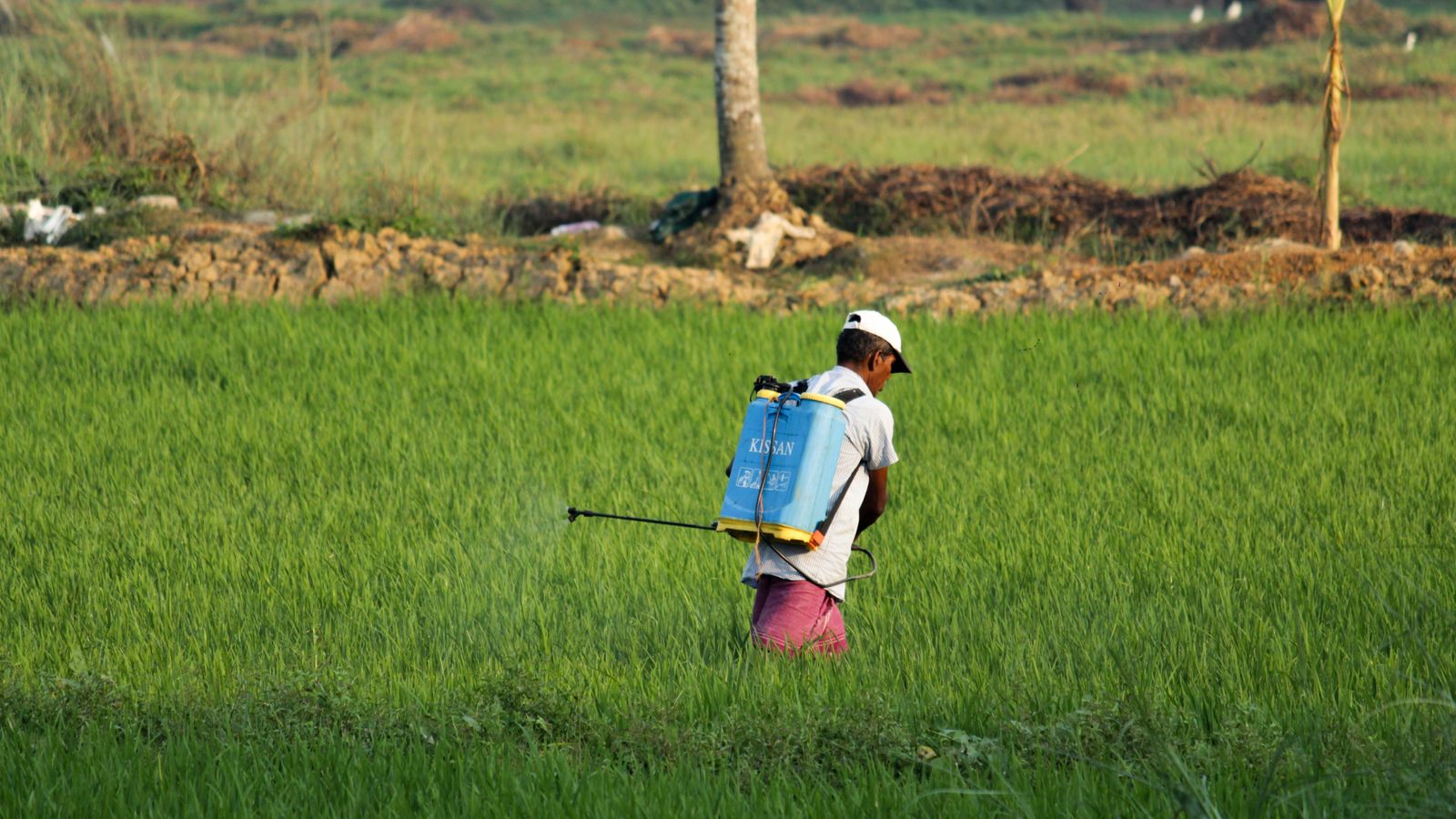 A South Asian farmer sprays pesticide on a green paddy field in Ernakulam, India.