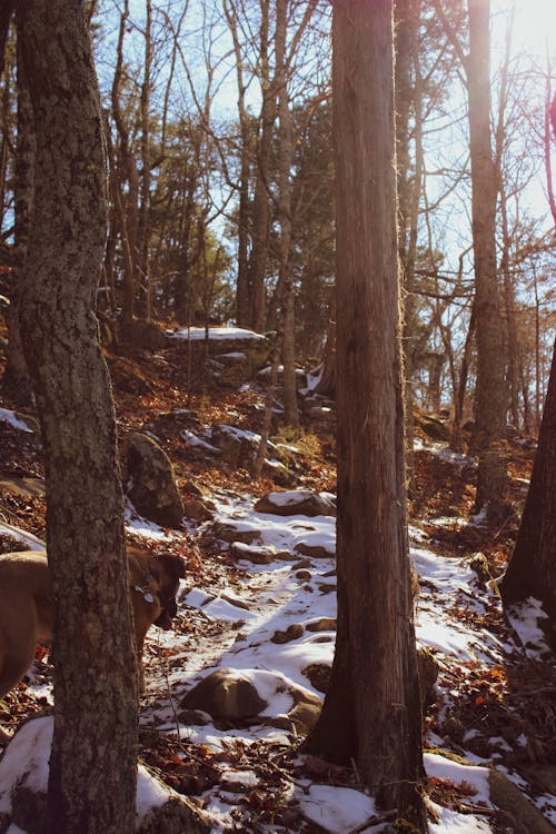 Brown Dog Walking on a Trail Under Tall Trees