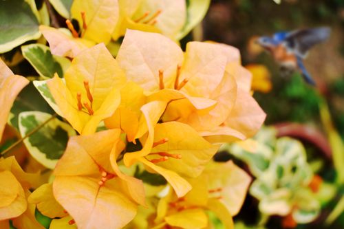 Free Close-up of yellow bougainvillea blooms with a hummingbird in vibrant detail. Stock Photo