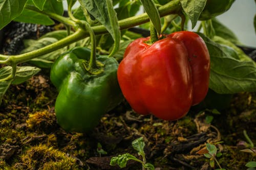 Photos gratuites de fermer, frais, légumes