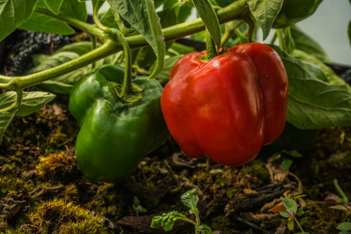 Peppers