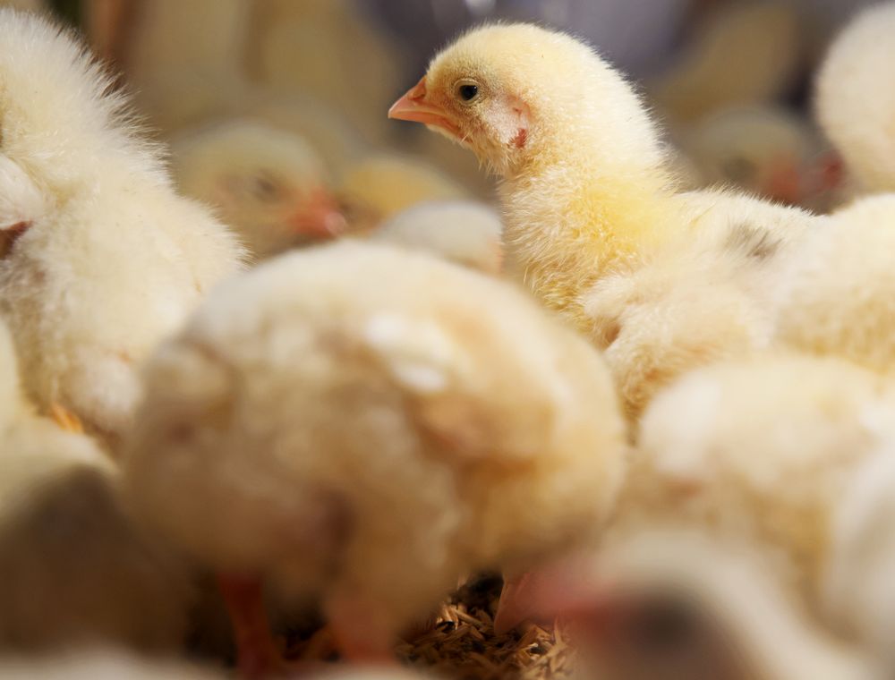 Fluffy chicks huddled together