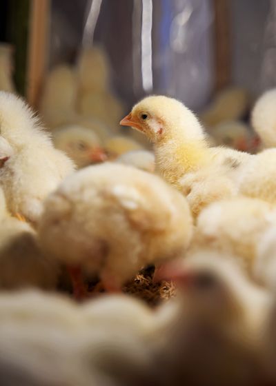 Newly hatched chicks at a Northgate Farms hatchery