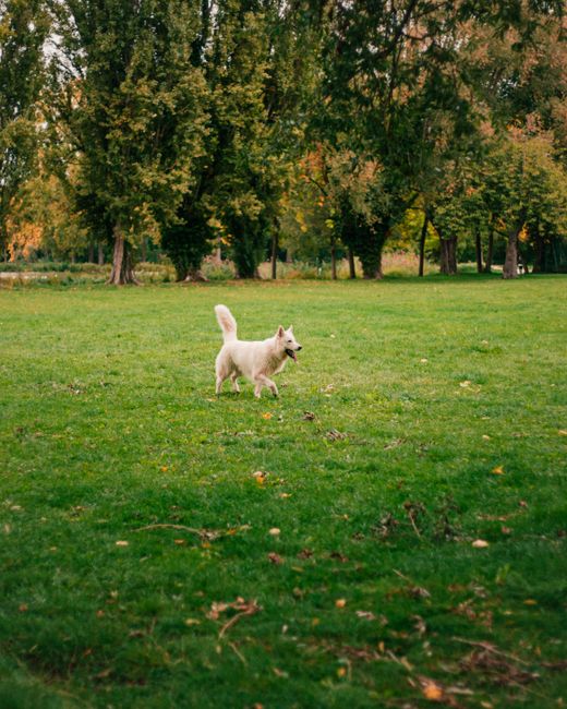A joyful dog running through a vibrant park in France, surrounded by green trees.