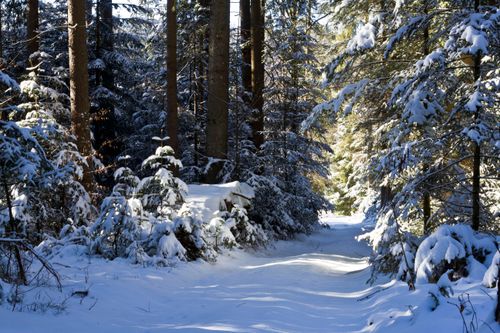 Free Discover tranquility along a snowy forest trail enveloped in winter's quiet beauty. Stock Photo
