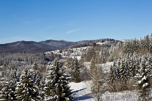 Imagine de stoc gratuită din acoperit de zăpadă, arbori, fotografie cu natură