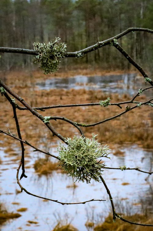 Moss Growing on Barren Branches