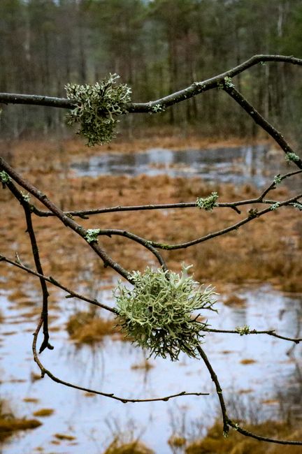 Close-up of moss-laden branches hanging over a quiet wetland area, capturing nature's tranquility.