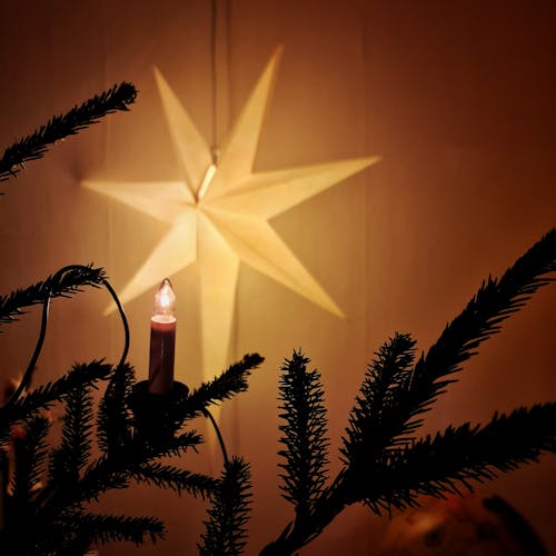 Free stock photo of christmas, christmas star, christmas tree