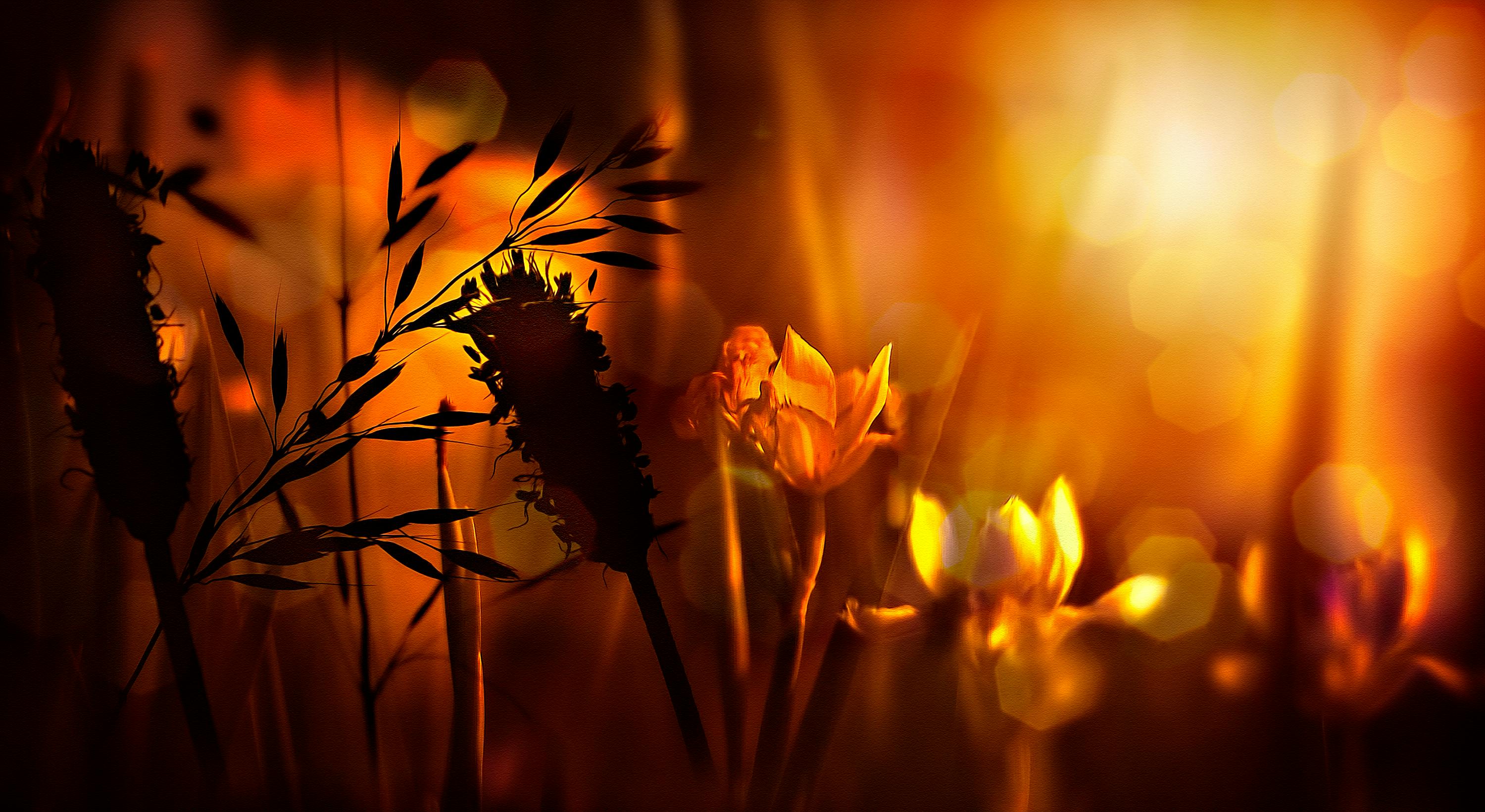 bokeh photography of flowers