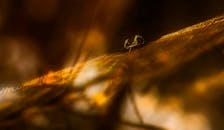 艺术特写：蜘蛛栖息在温暖金色的发光网上