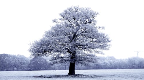 Gratuit Photos gratuites de arbre, couvert de neige, environnement Photos