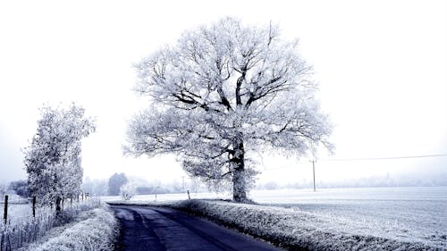 가지, 겨울, 경치의 무료 스톡 사진