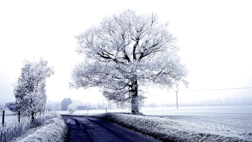 Trees Covered in Snow near a Road