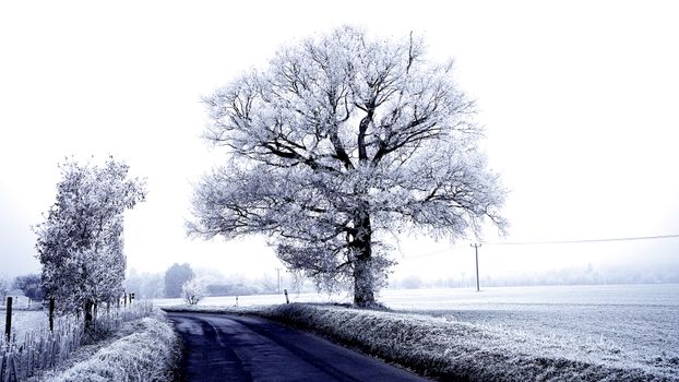 A serene winter scene featuring a frosty countryside with a solitary tree near Knebworth, England.