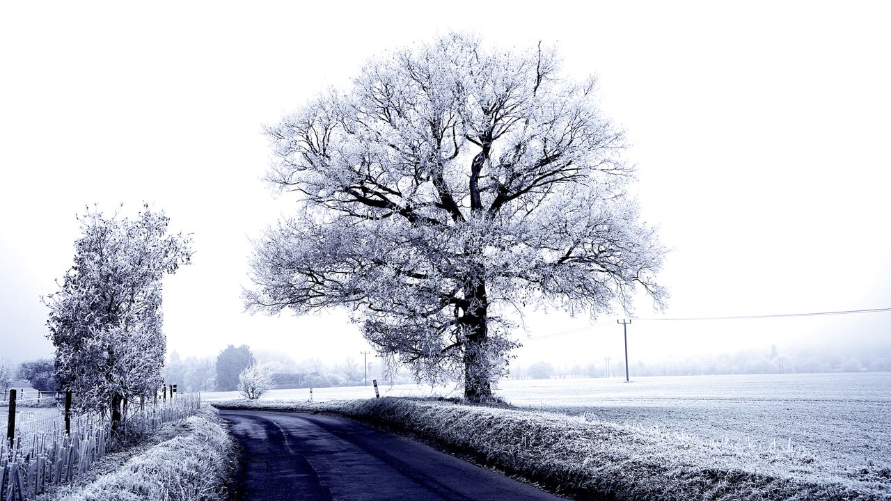 a serene winter scene featuring a frosty countryside with a solitary t