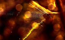 这是一张蜘蛛在明亮蛛网上的特写照片，背景是发光的散景效果