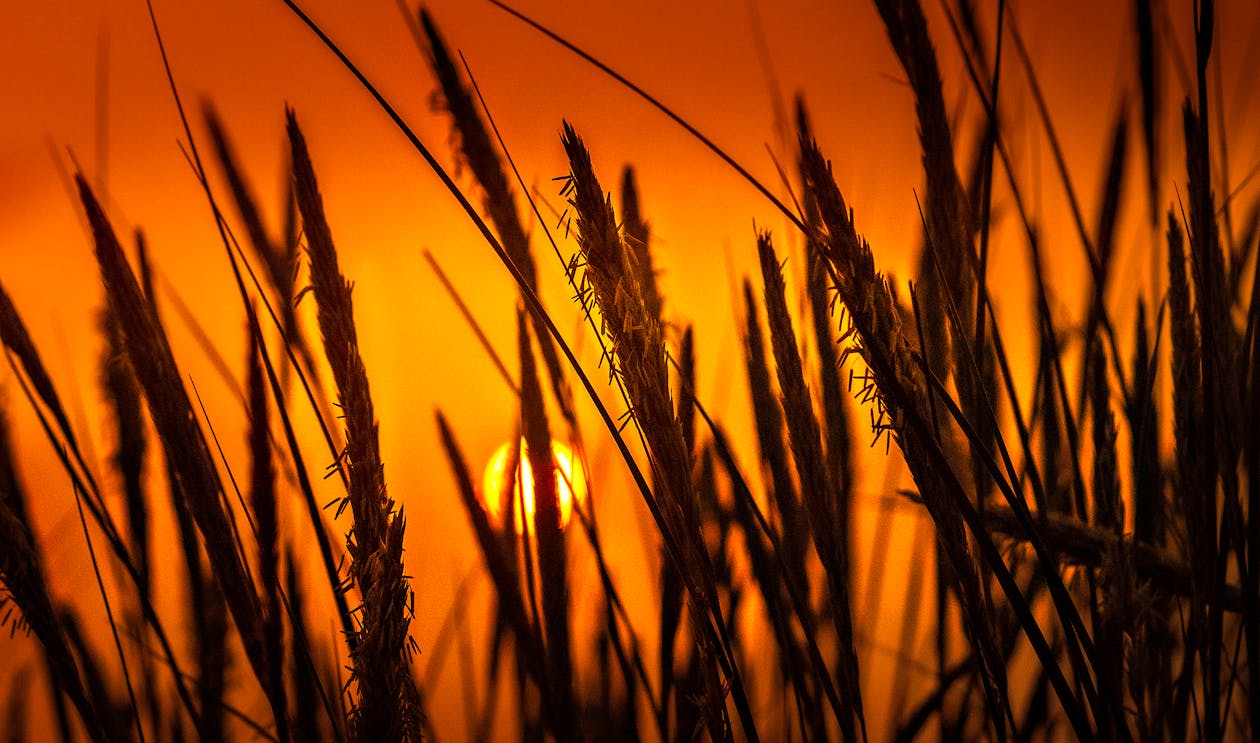 Silhouette Photo Of Wheat Plants