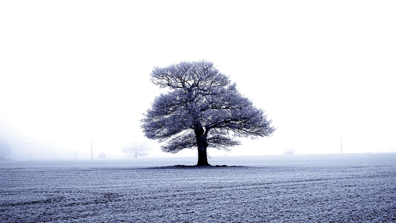 a lone tree stands in a frosty field on a misty winter morning in kneb