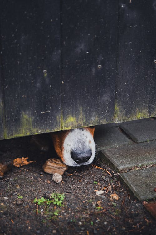 Dog Nose under Wall