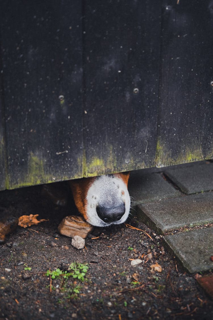 Dog Nose Under Wall