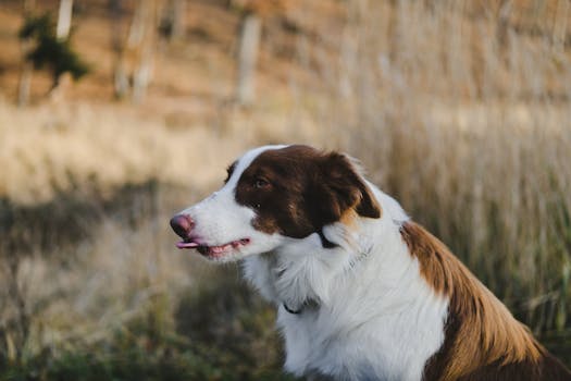 A side view of a Border Collie enjoying a peaceful day outdoors with a blurred background.