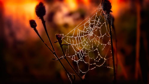 Selective Focus Photography of Spider Web