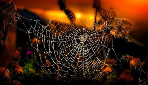 無料 浅い焦点写真の蜘蛛の巣 写真素材