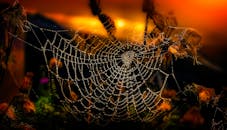 温暖的日出背景下，迷人的蜘蛛网缀满露珠，构成了一幅自然的杰作