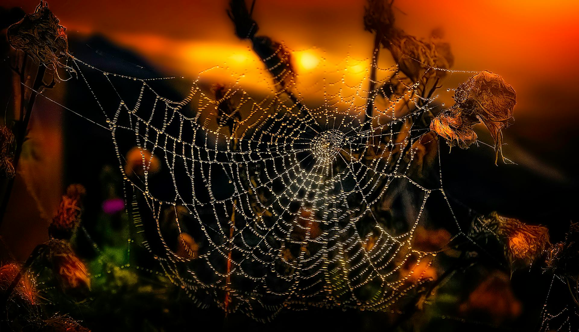 A captivating spider web adorned with dew droplets set against a warm sunrise backdrop, creating a natural masterpiece.