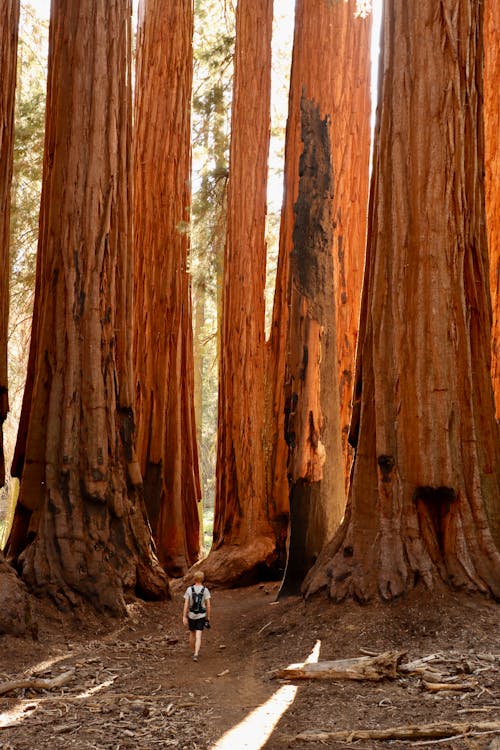 Základová fotografie zdarma na téma Kalifornie, kmeny stromů, les