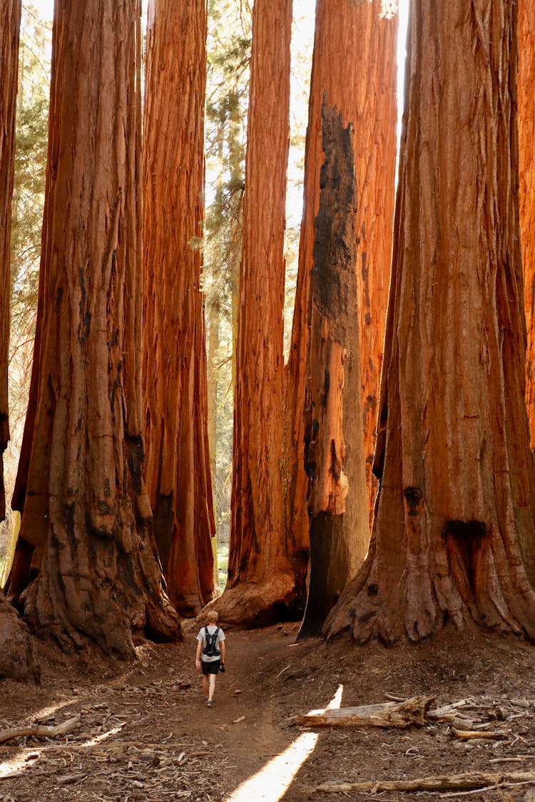 Sequoia National Park, California, United States