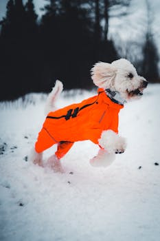 Adorable dog in a vibrant orange jacket joyfully running on snow, showcasing winter fun.