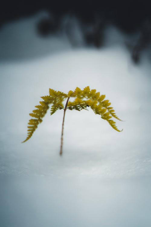 Základová fotografie zdarma na téma botanický, kapradina, list