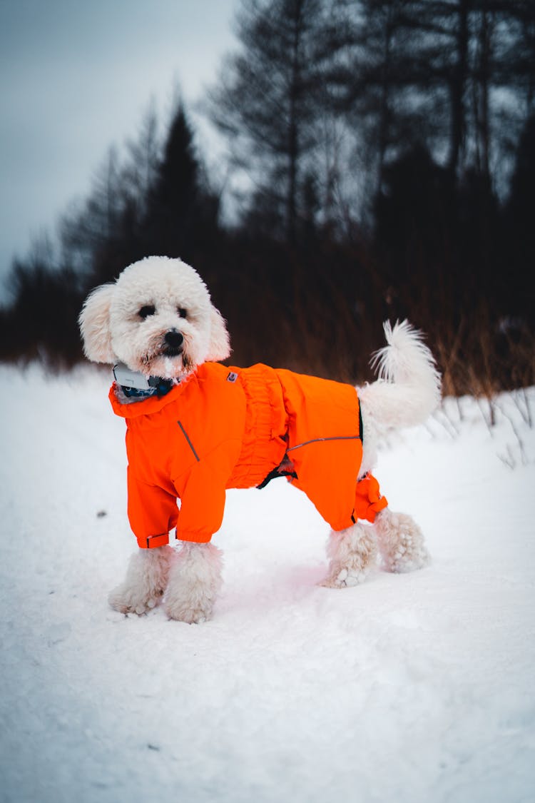 A Poodle On The Snow 