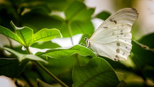 無料 緑の葉の上にとまる白い蝶 写真素材