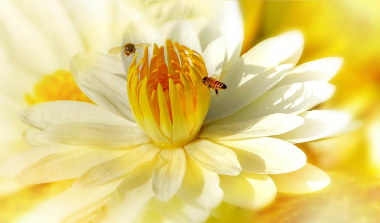 Macro Photography Of Bees On Flower