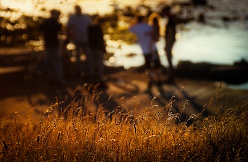 бесплатная Селективная фокусировка травяного поля Стоковое фото