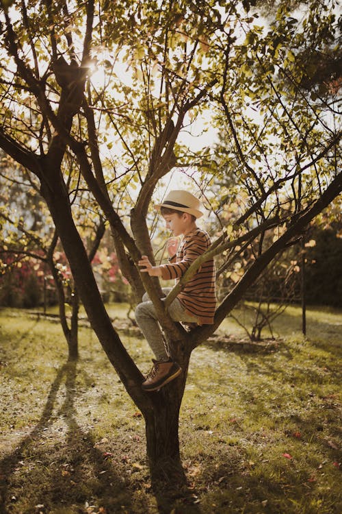 A Boy Sitting in a Tree 