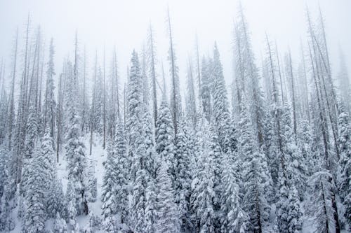Fotobanka s bezplatnými fotkami na tému chladné počasie, les, lesy