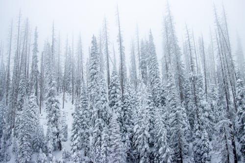 Trees Covered with Snow