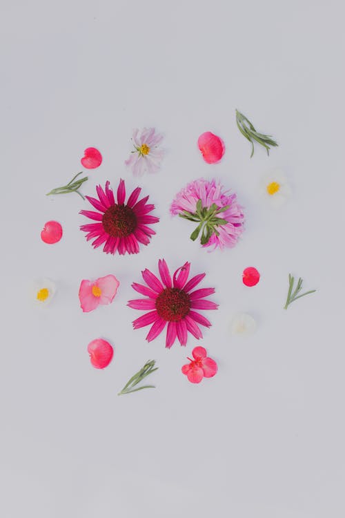 Flowers on a White Background 