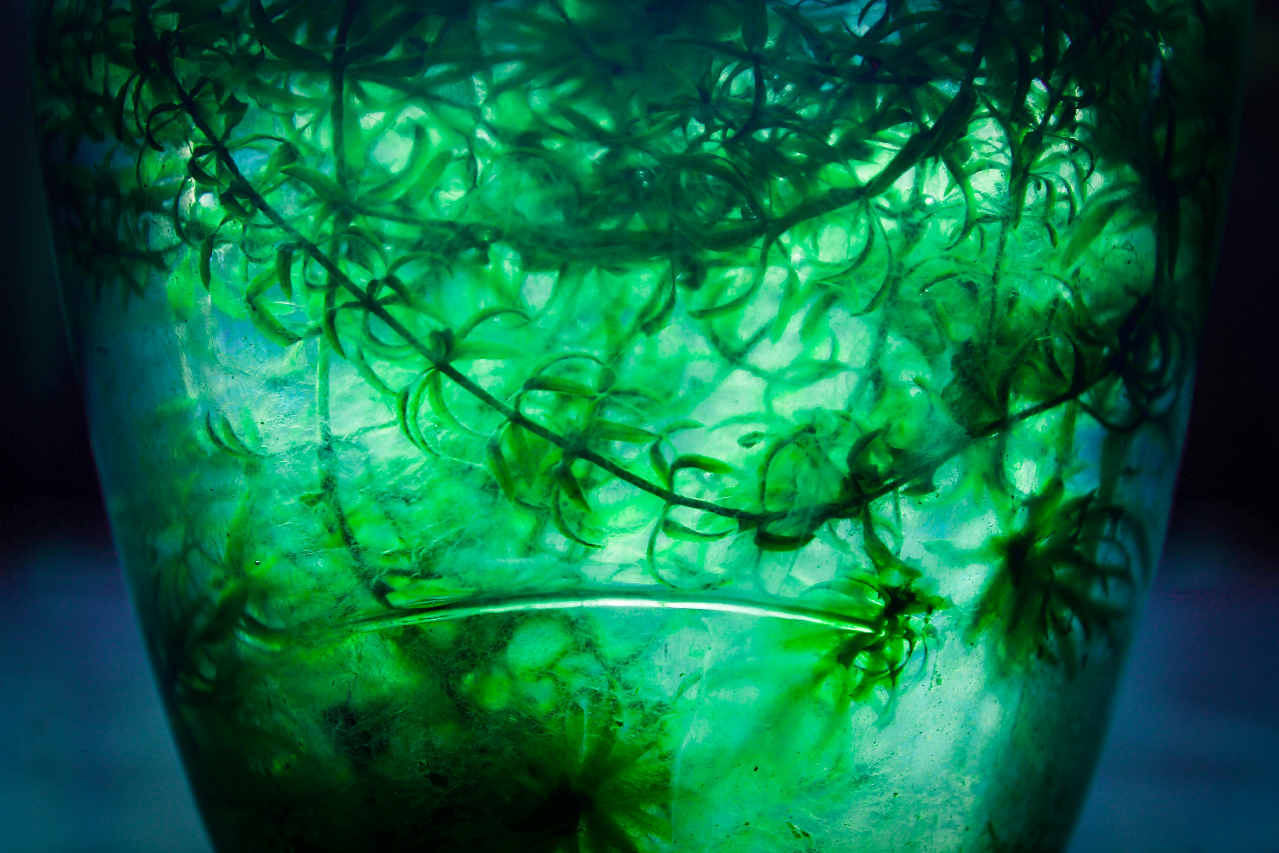 Free stock photo of aquatic plant, broken glass, green