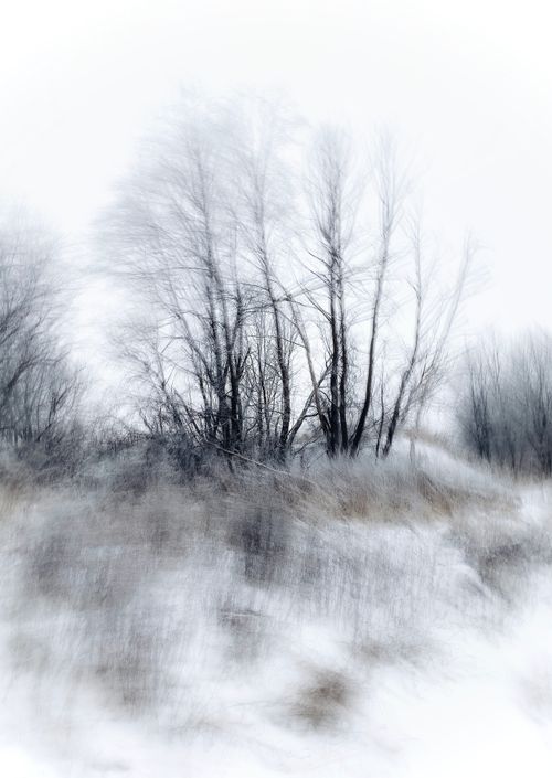 Free A dreamy, defocused winter landscape with blurred trees in a snowy field. Stock Photo
