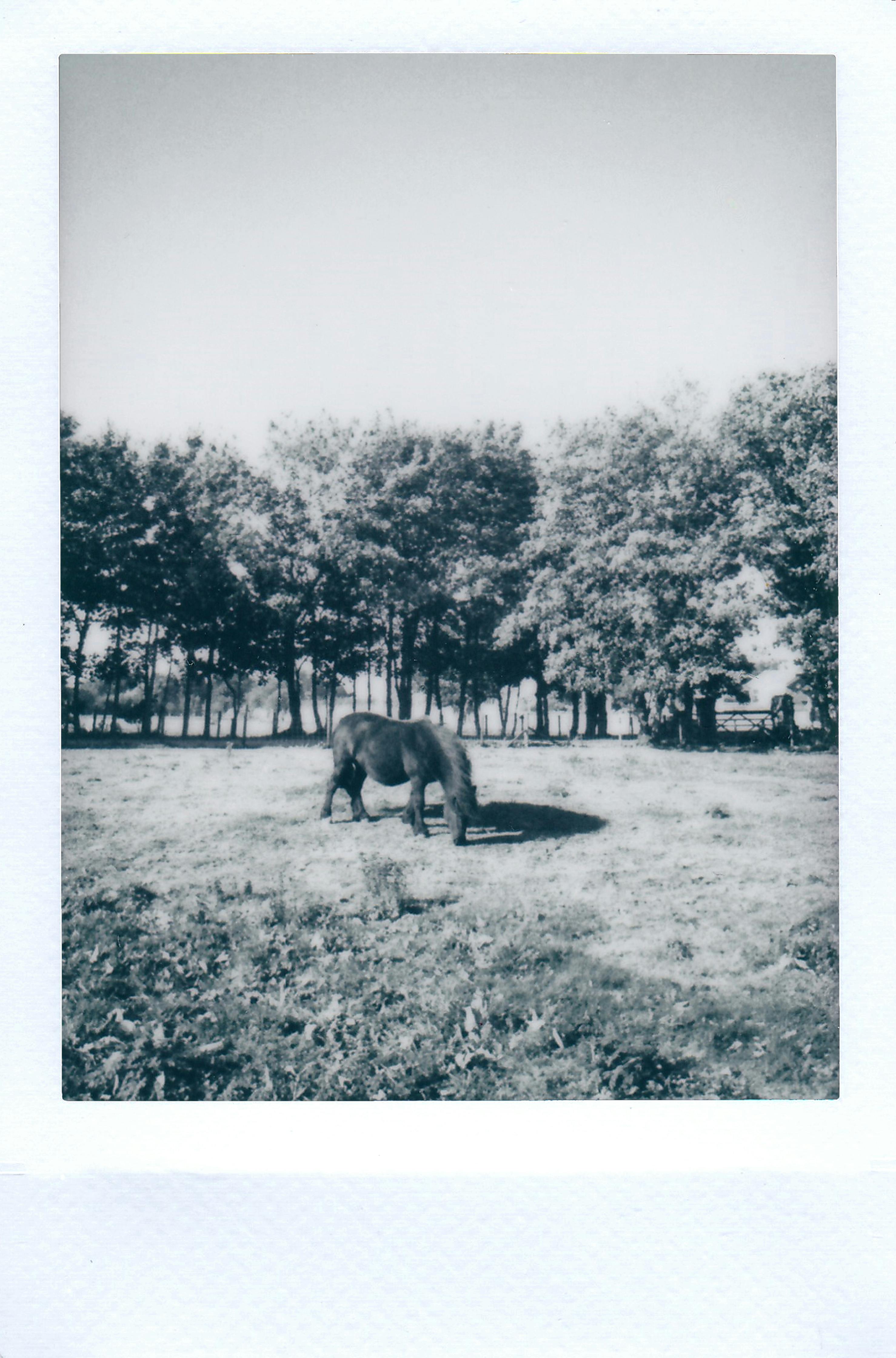 A peaceful black and white instant photo of a horse grazing in a field surrounded by trees.
