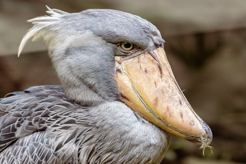 Photos gratuites de animal, aviaire, bec de chaussure