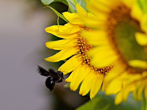 Fotos de stock gratuitas de girasol