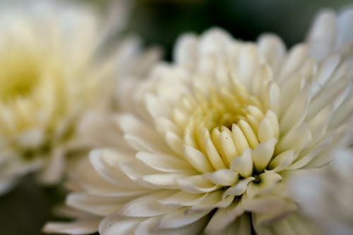 Fotos de stock gratuitas de crisantemo, flor blanca